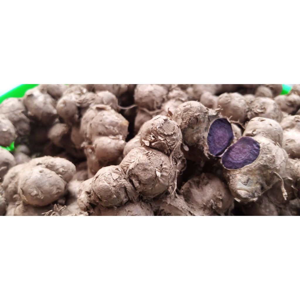 kunyit hitam asli segar fresh / 250 gram
