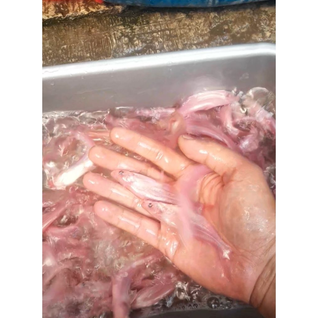 Bibit Ikan Patin Albino ukuran 7-10cm per ekor