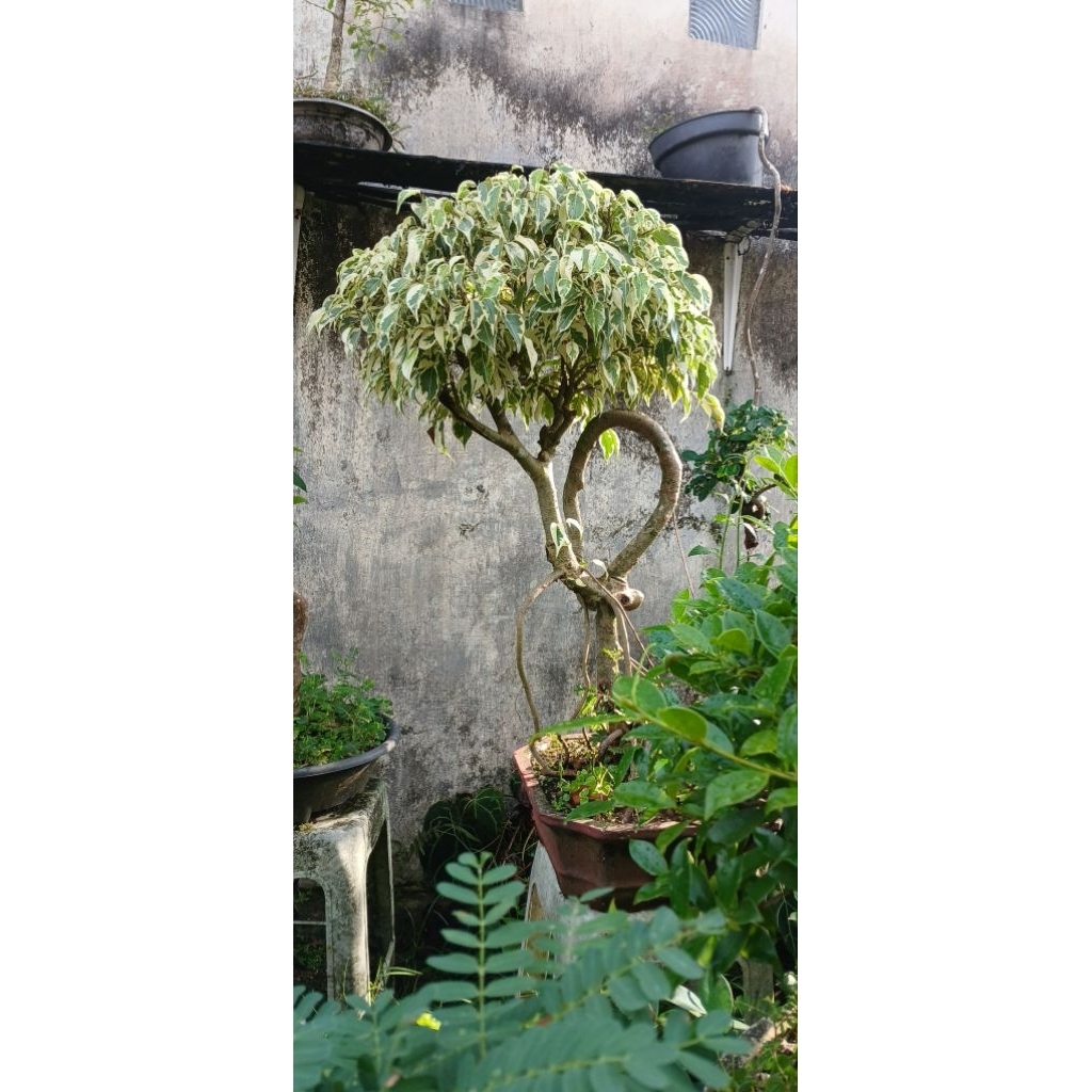bonsai beringin varigata beringin putih