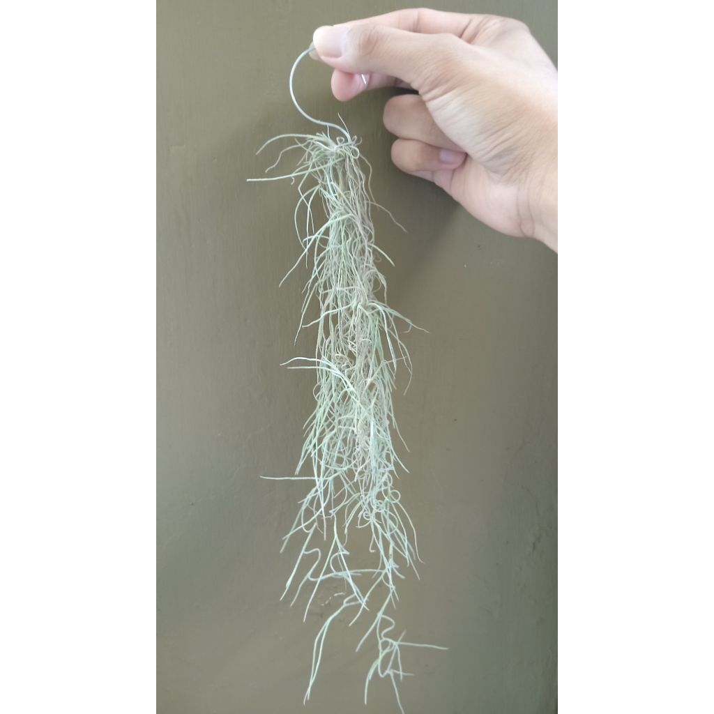 Spanish Moss Jenggot Musa