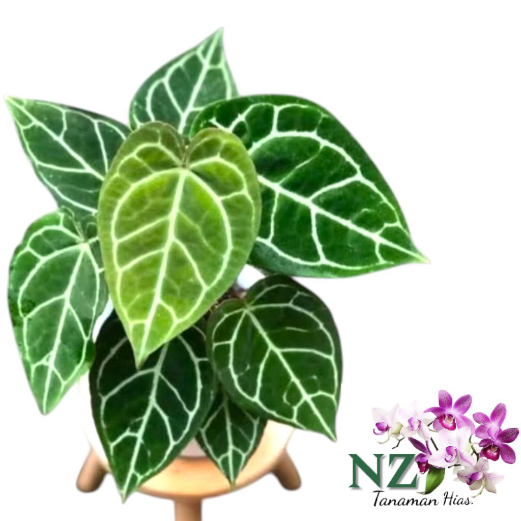 Kuping gajah daun besar tanaman hias hidup/ tanaman hias kuping gajah daun besar