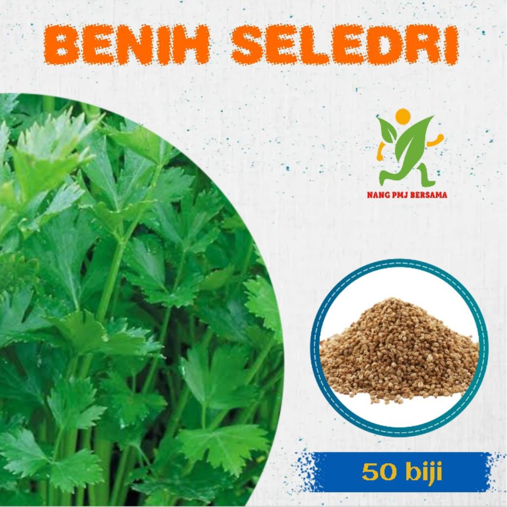 BENIH BIBIT SELEDRI UNGGUL AMIGO 50 BIJI