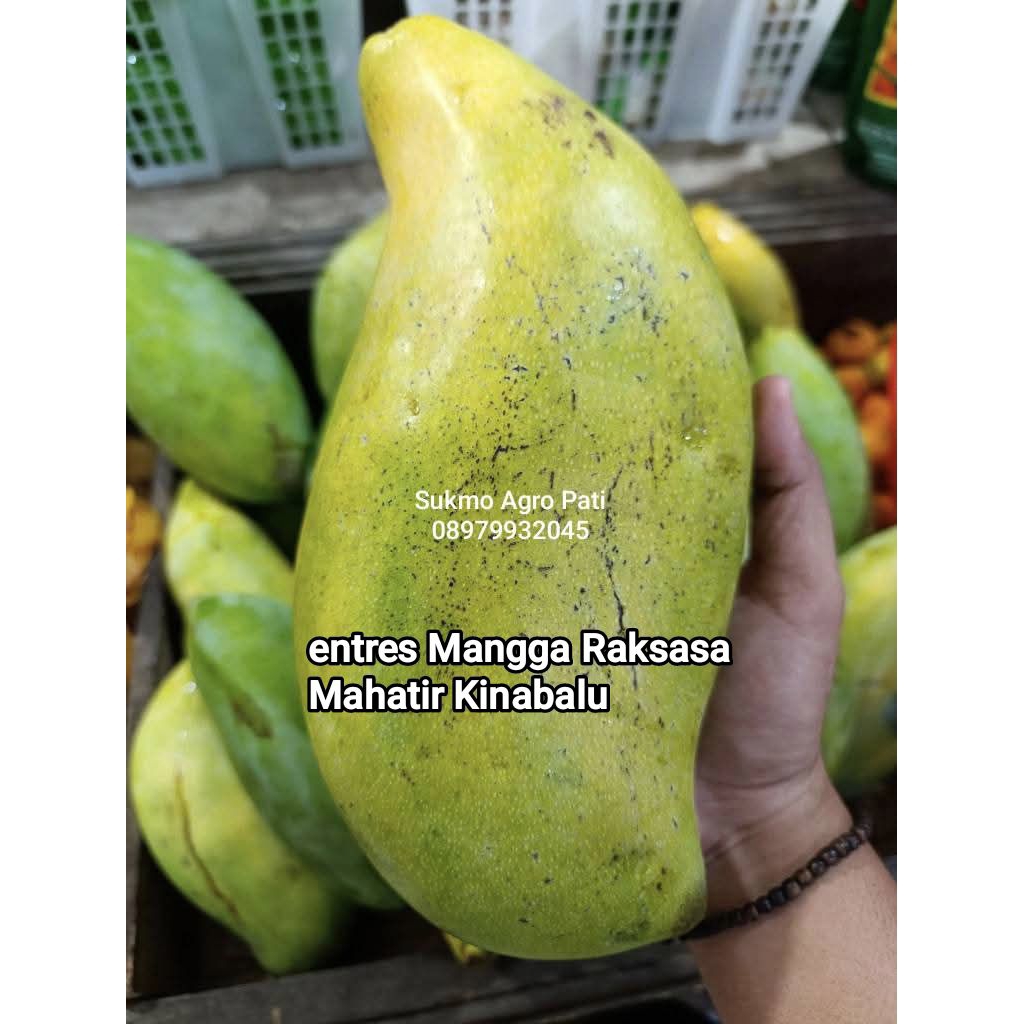Entres Mangga Raksasa Mahatir Kinabalu