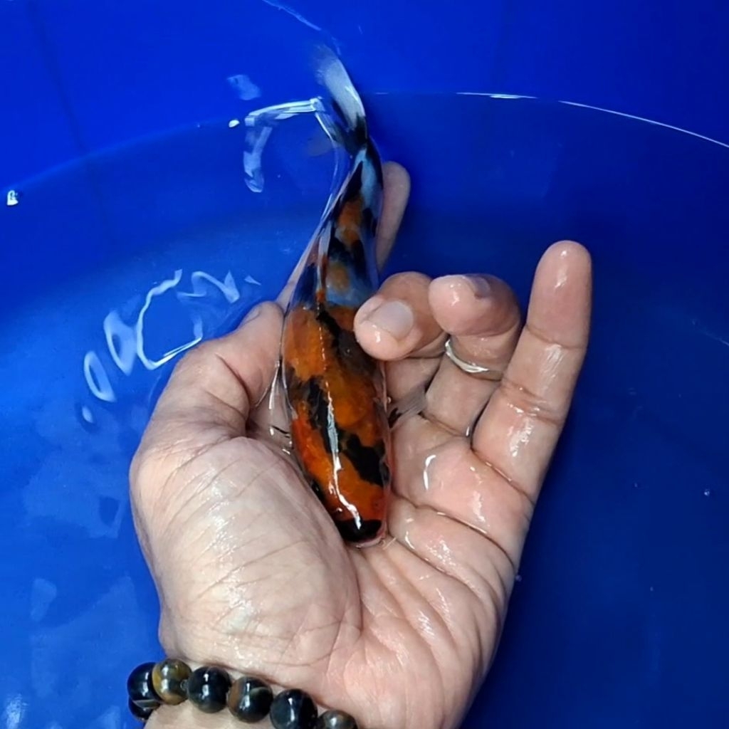 Ikan Koi Blitar Jenis Showa / Rumah Koi Jakarta / kode 0028