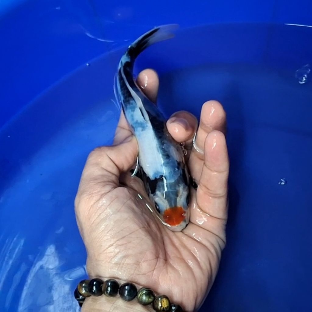 Ikan Koi Blitar Jenis Showa / Rumah Koi Jakarta / kode 005