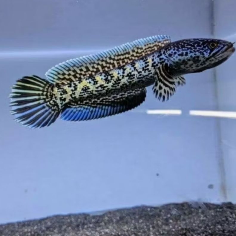 channa auranti cb bandung paket 10 ekor berkualitas bagus size 3-5cm