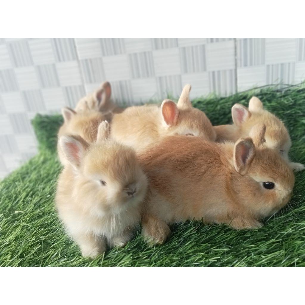 Kelinci Mini Dwarf Orange+pakan