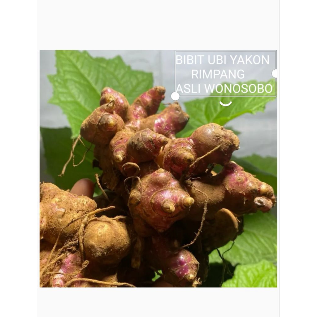 BIBIT UBI YAKON RIMPANG SIAP TANAM GARANSI ASLI WONOSOBO