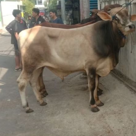 hewan sapi hidup untuk qurban Kurban siap antar free ongkir