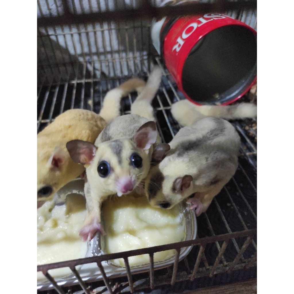 sugar Glider moza jantan 2