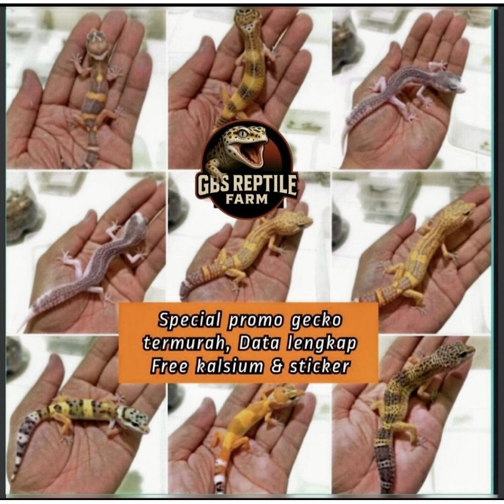 PROMO HARGA MURAH Mainan Anak Gecko Leopard Baby, Juve atau dewasa Random Free kalsium, Stiker & ber