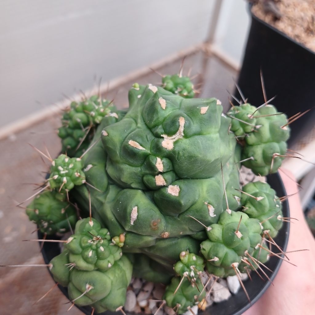 Gymnocalycium Kikko Indukan