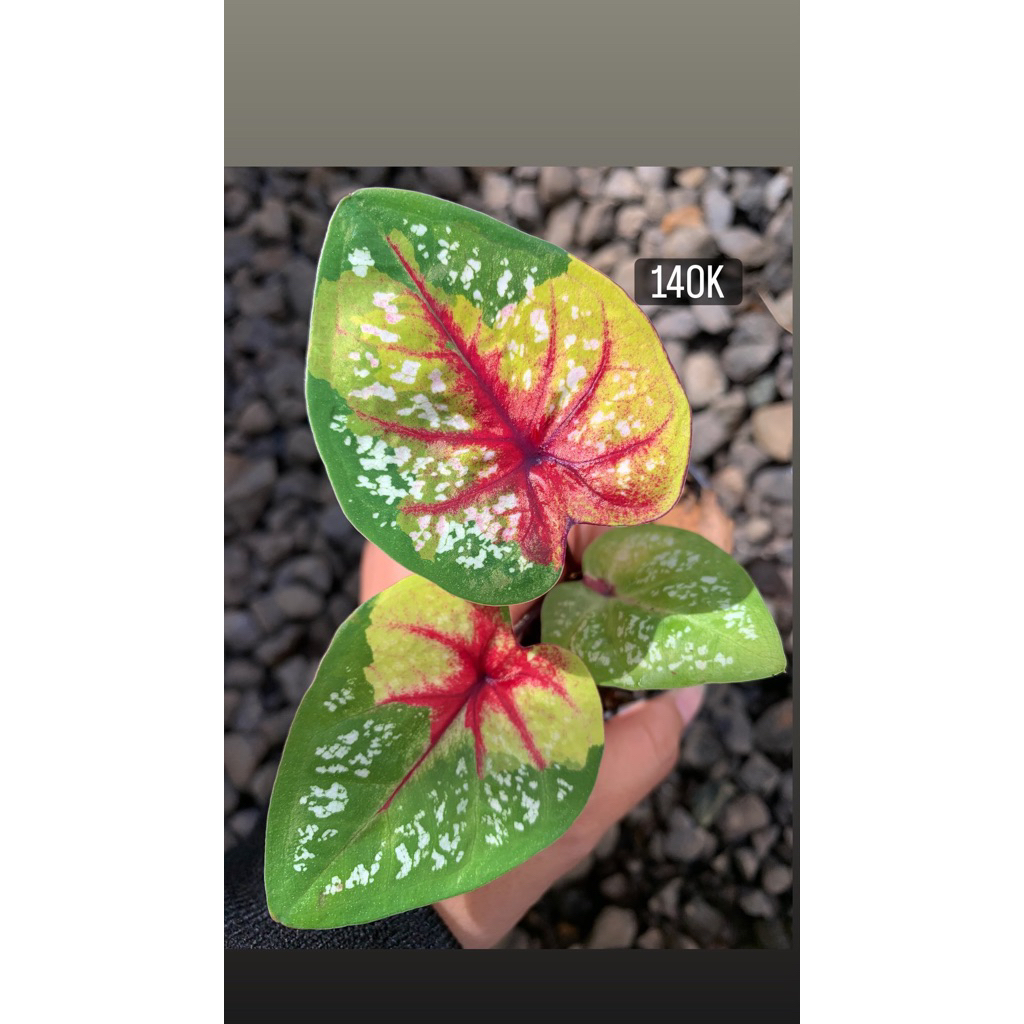pesanan Colocasia black lava