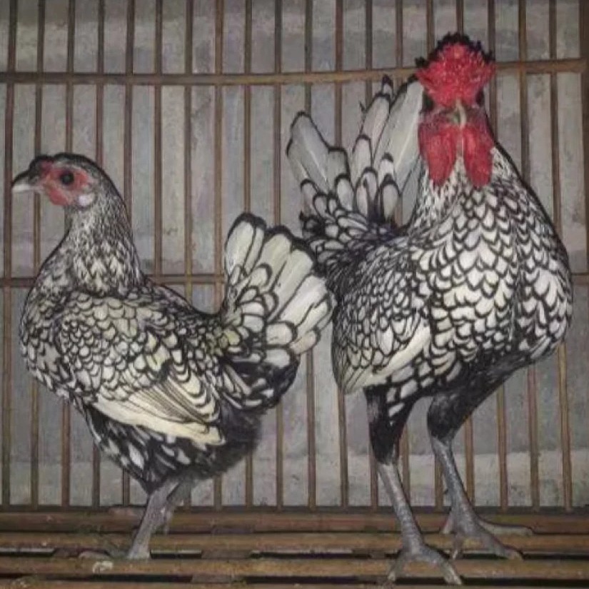 Ayam Batik Italy Jantan Betina Kate Italia Asli Kualitas Tinggi Umur 3 Bulan Arafarm