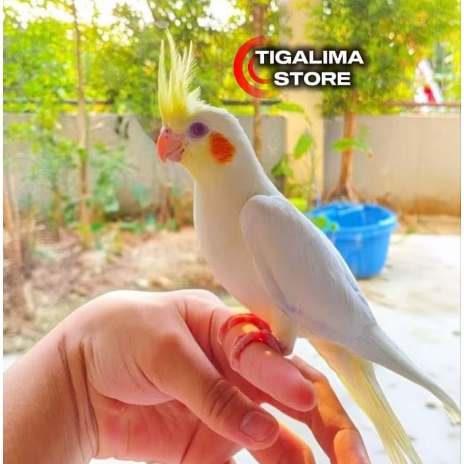 BURUNG FALK PARKIT AUSTRALI JINAK LUTINO MATA MERAH JINAK AMAN BUAT ANAK