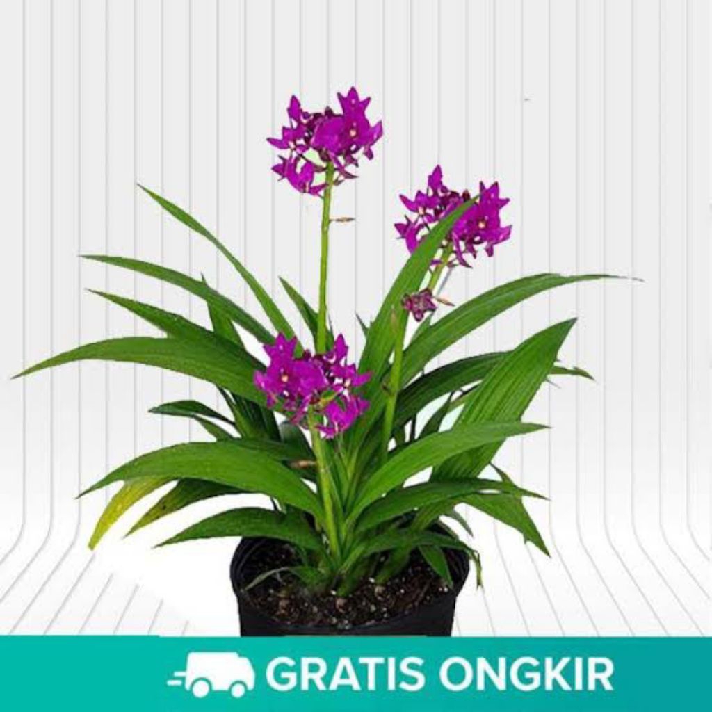 Anggrek Tanah Bunga Ungu - Tanaman Hias Hidup - Bunga Hidup