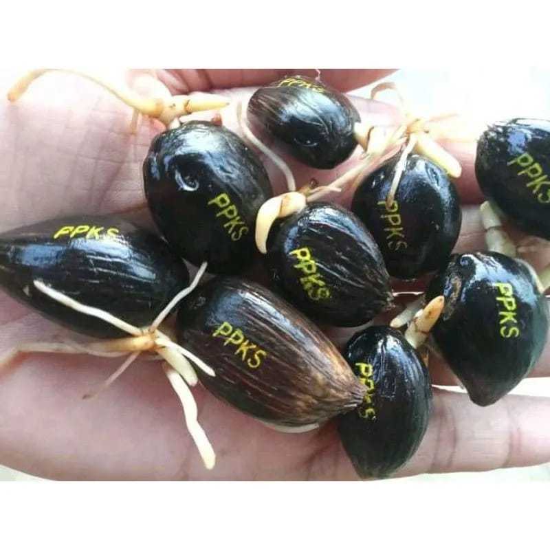 Bibit Kecambah Kelapa Sawit Unggul Bersertifikat Resmi