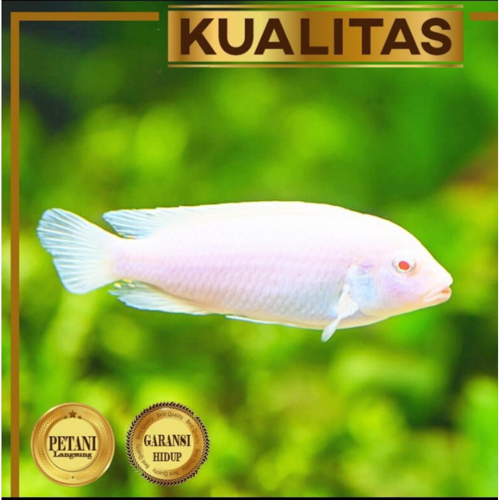 Snow White Cichlid XL