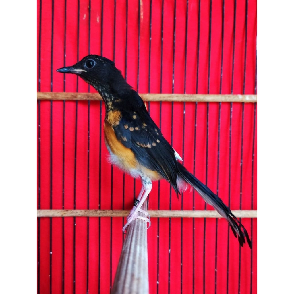 Murai Batu Trotol Jantan