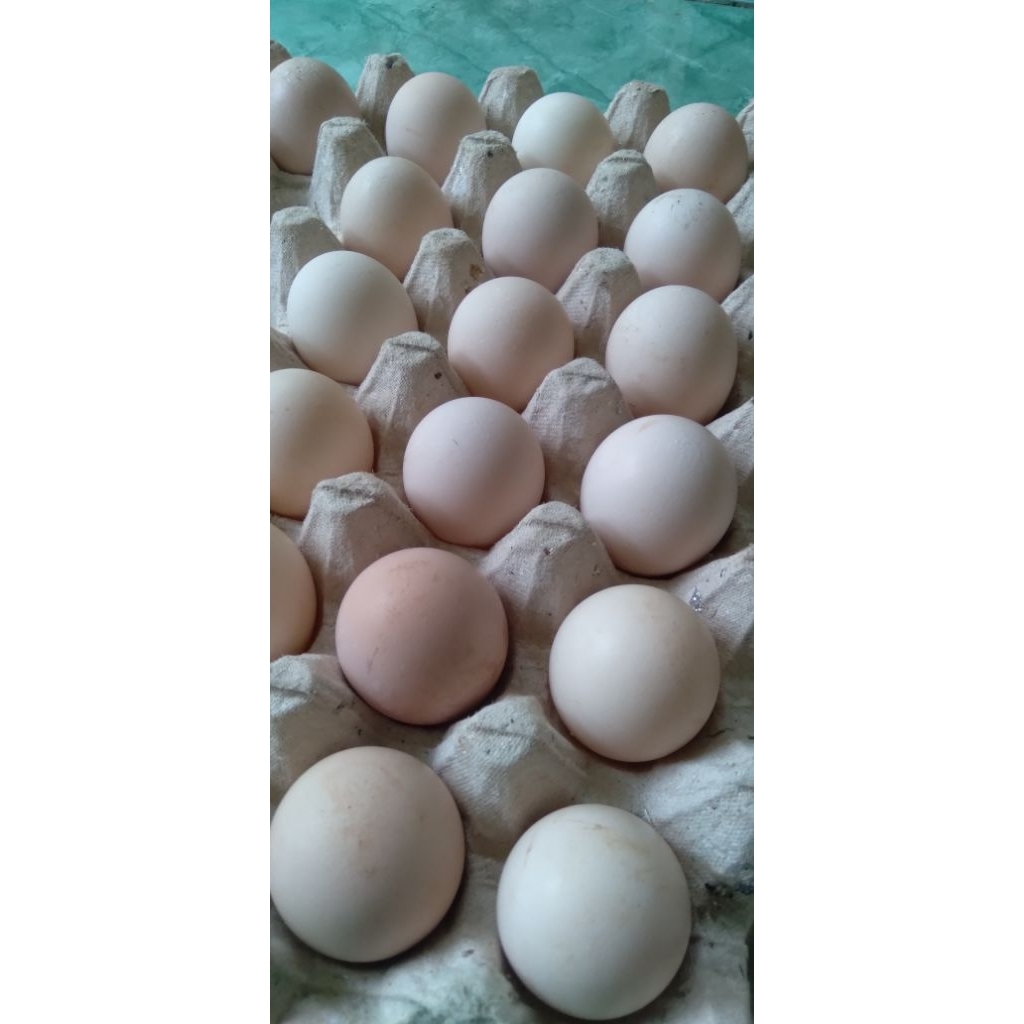 Telur fertil ayam KUB 2 Janaka