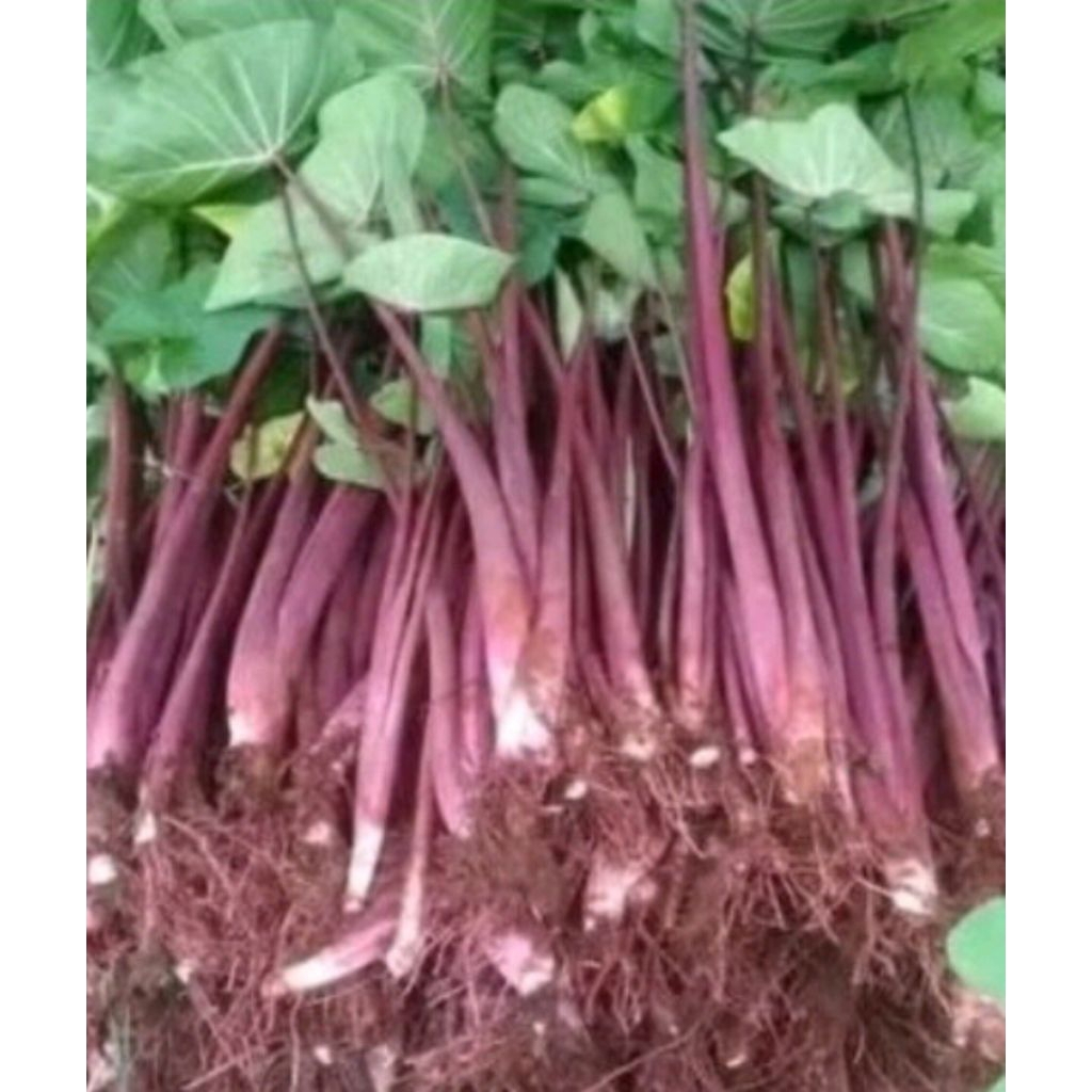 Bibit talas Bogor ungu