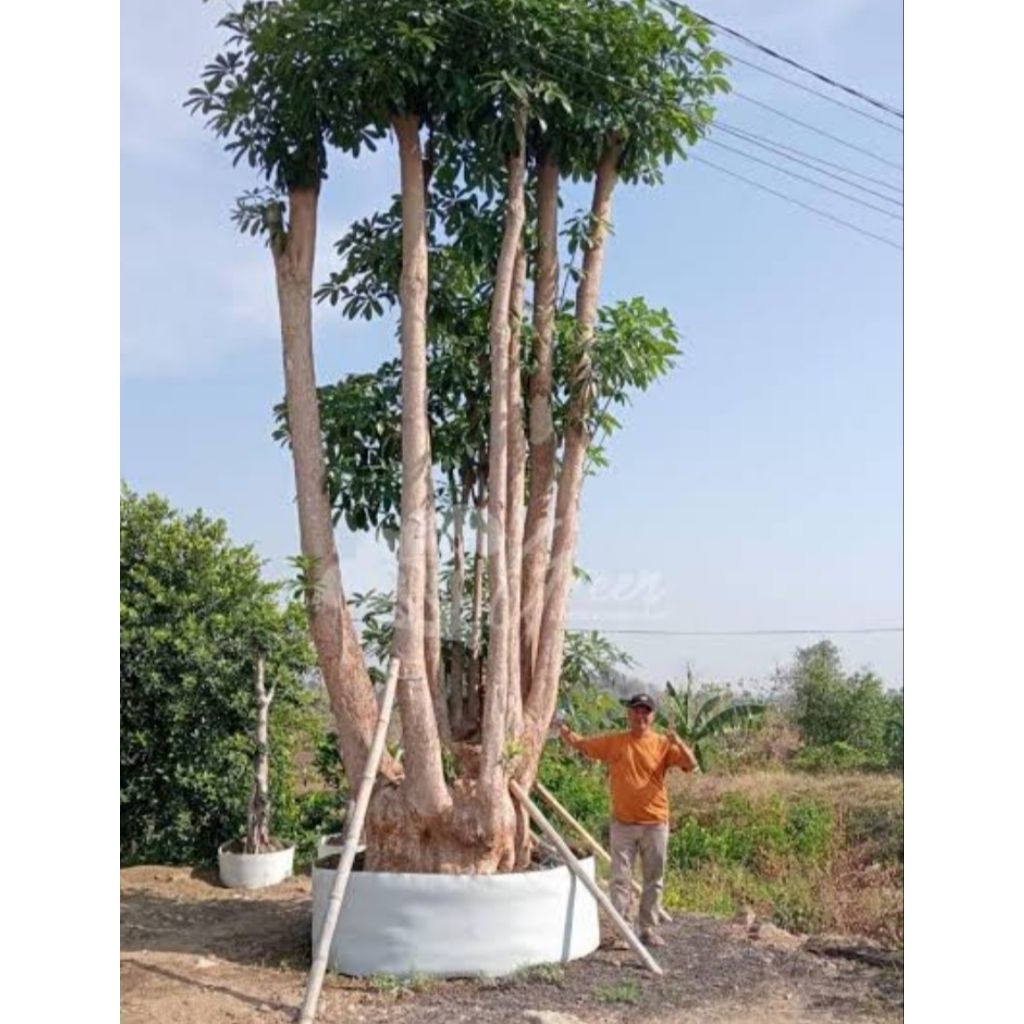 Tanaman Hias Pohon Pule Tinggi 3 meter/Pohon Pule putih besar