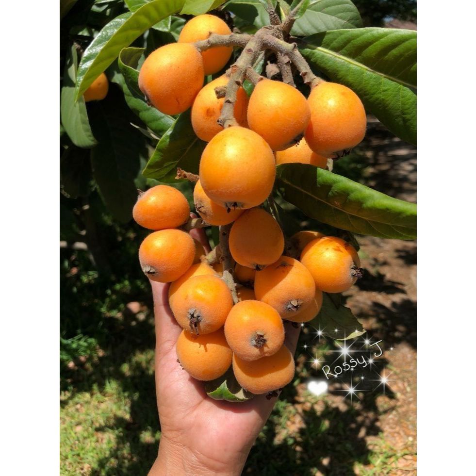 Blantikkembang-Leci Biwa-Buah Manis-Outdoor