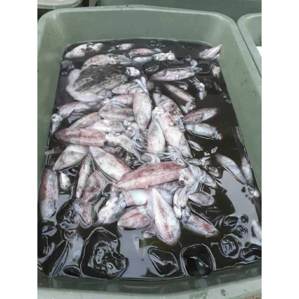 Cumi Tinta Segar Fresh Seafood Berkualitas Premium Cumi Hitam Laut Pilihan Harian