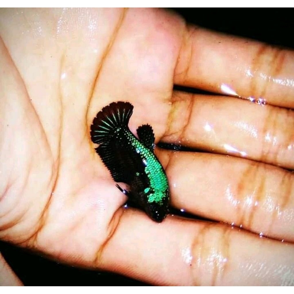 cupang betina black samurai series 3 ekor 15k ikan cupang female siap breed full telur ikan cupang h