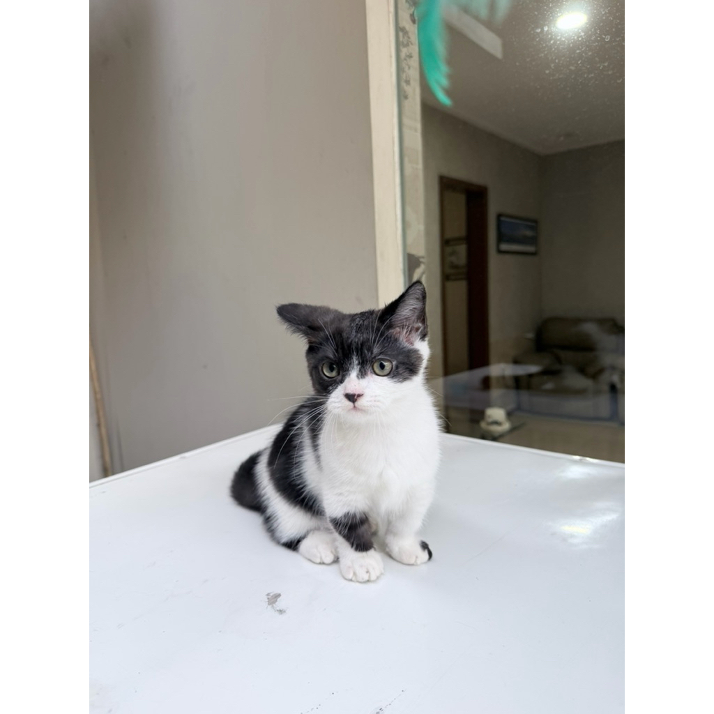 kucing Munchkin