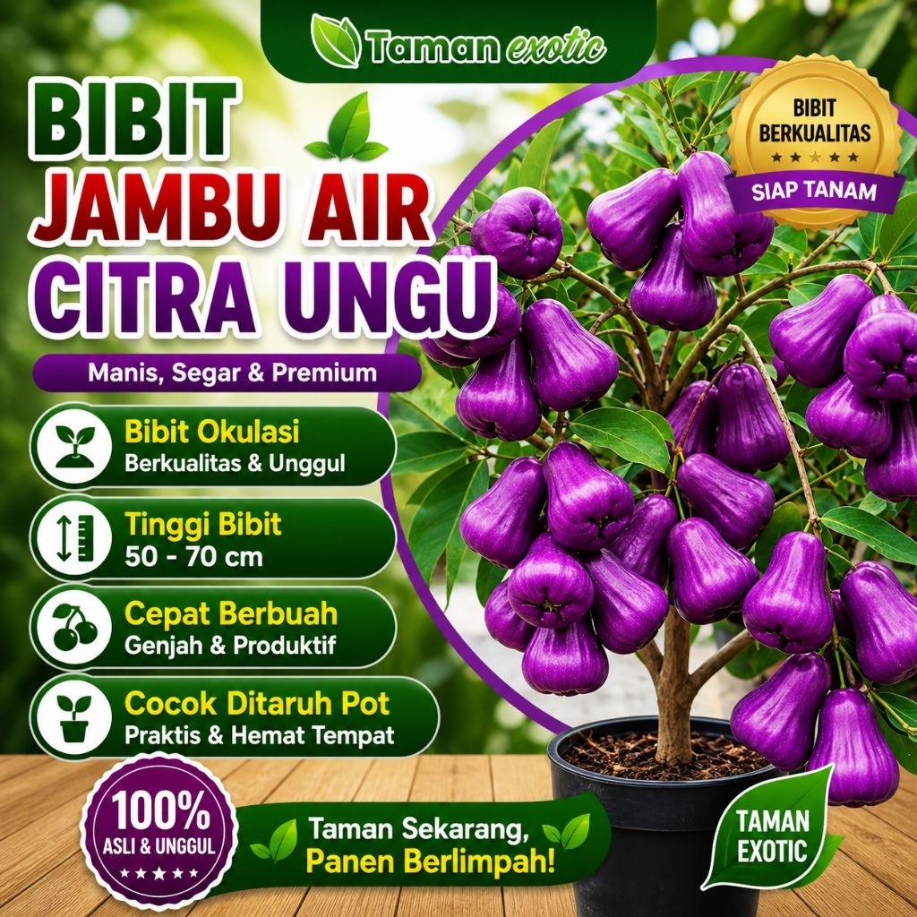 Bibit Jambu Air Citra Ungu Okulasi Pendek Cepat Berbuah Cocok Ditanam Dipot