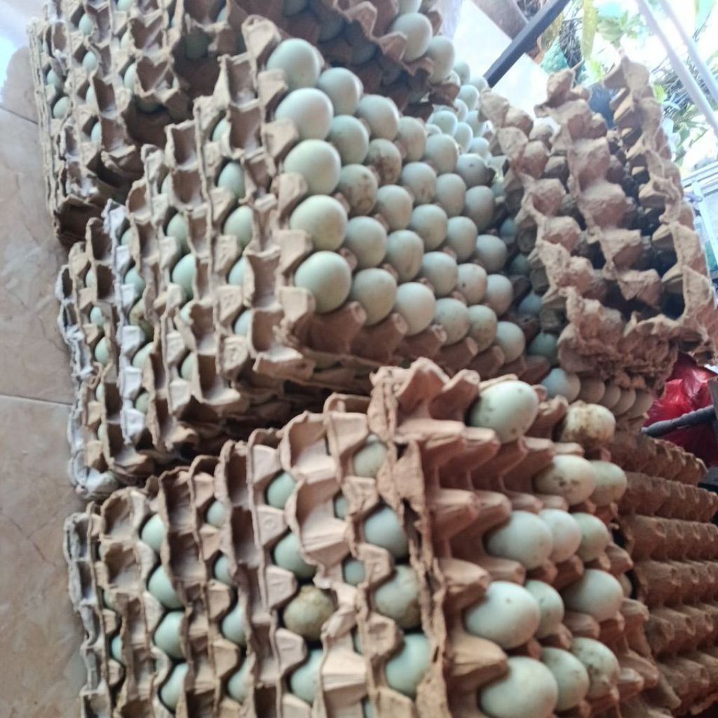 Telur Bebek Mentah Segar dengan Kuning Telur Omega Orange (belum asin)