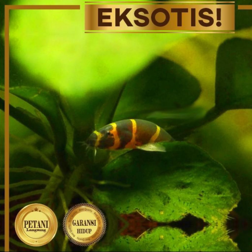 10 Ekor Kuhli Loach Ikan Hias Air Tawar