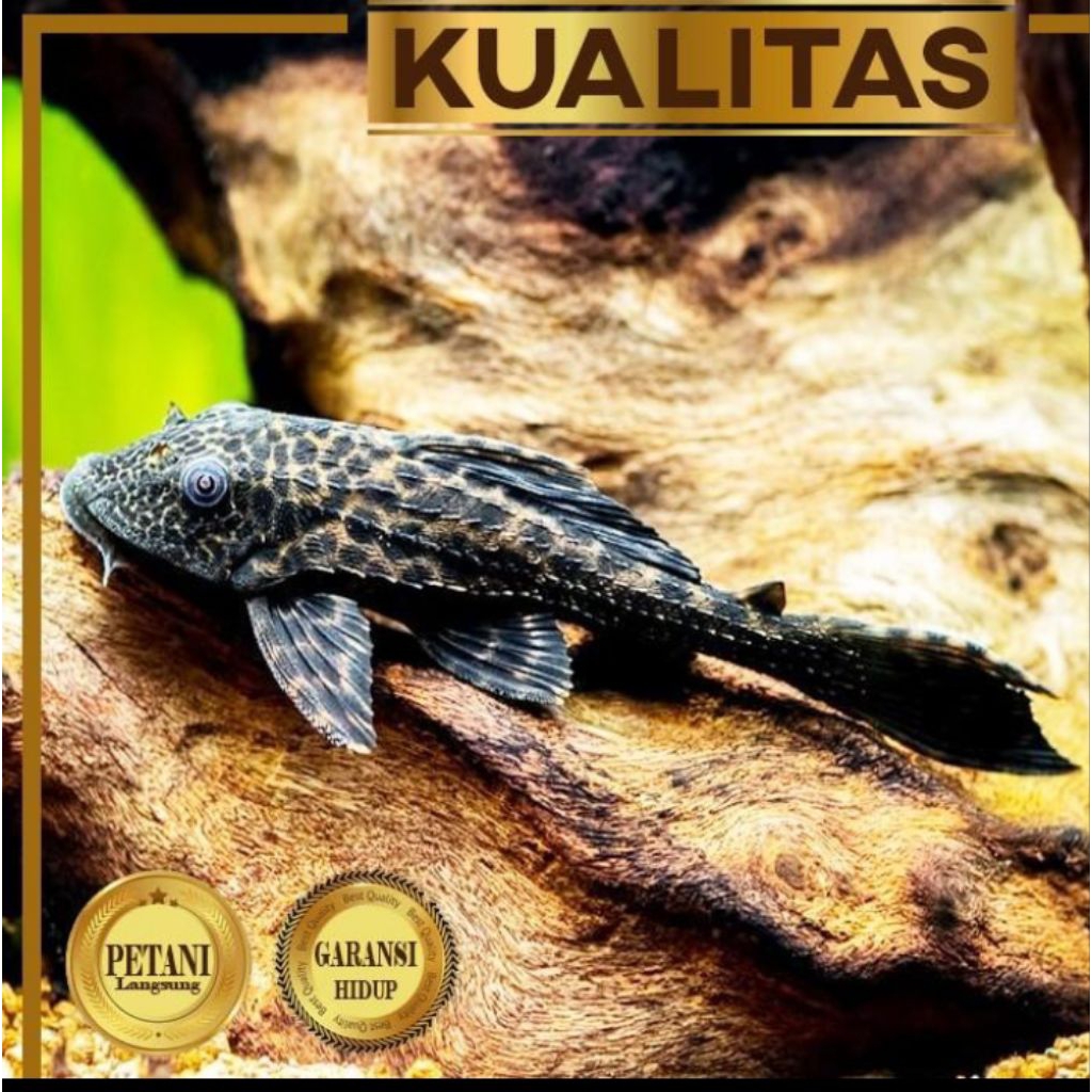 Pleco Hitam 10 cm+ Ikan Hias Aquarium