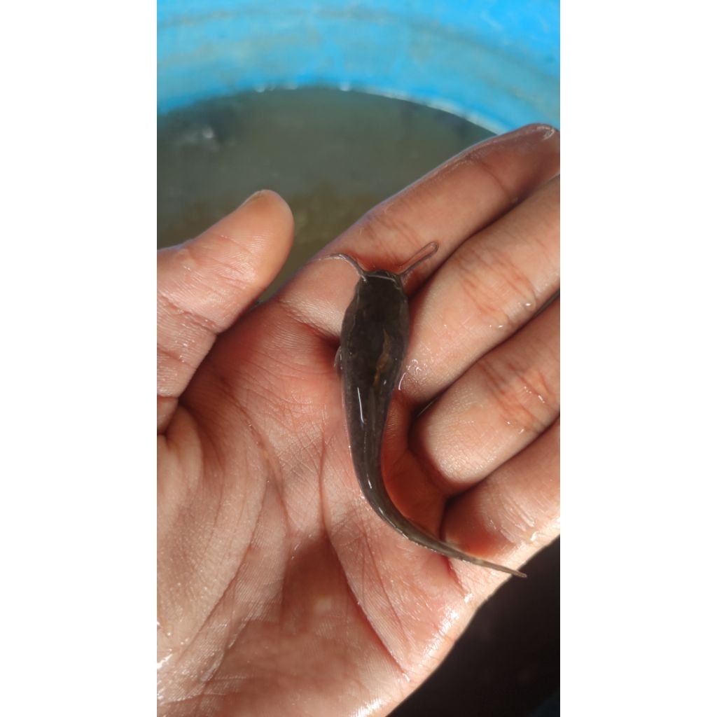 Isi 100 bibit lele sangkuriang ukuran 5-6-7cm berkualitas tinggi cocok untuk di budidayakan