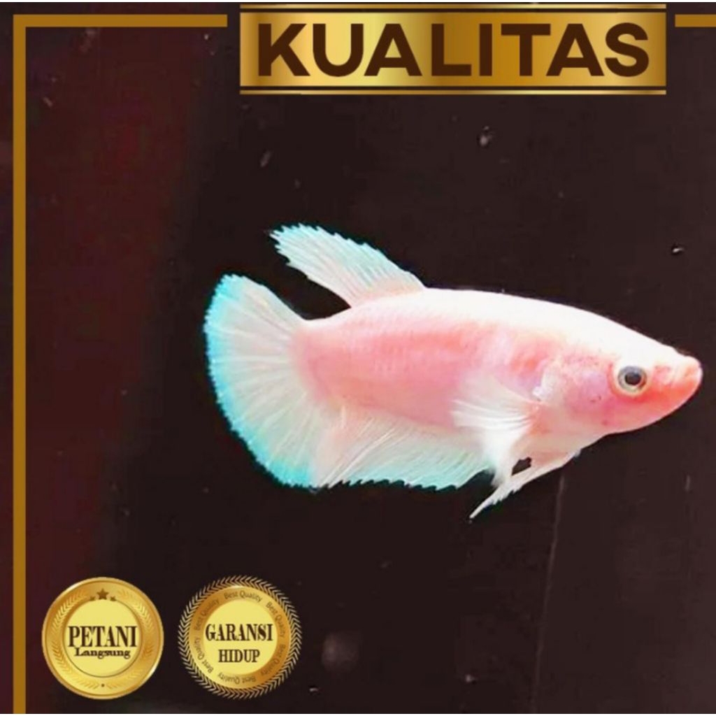 10 Ekor Cupang Giant Betina Pink Ikan Hias