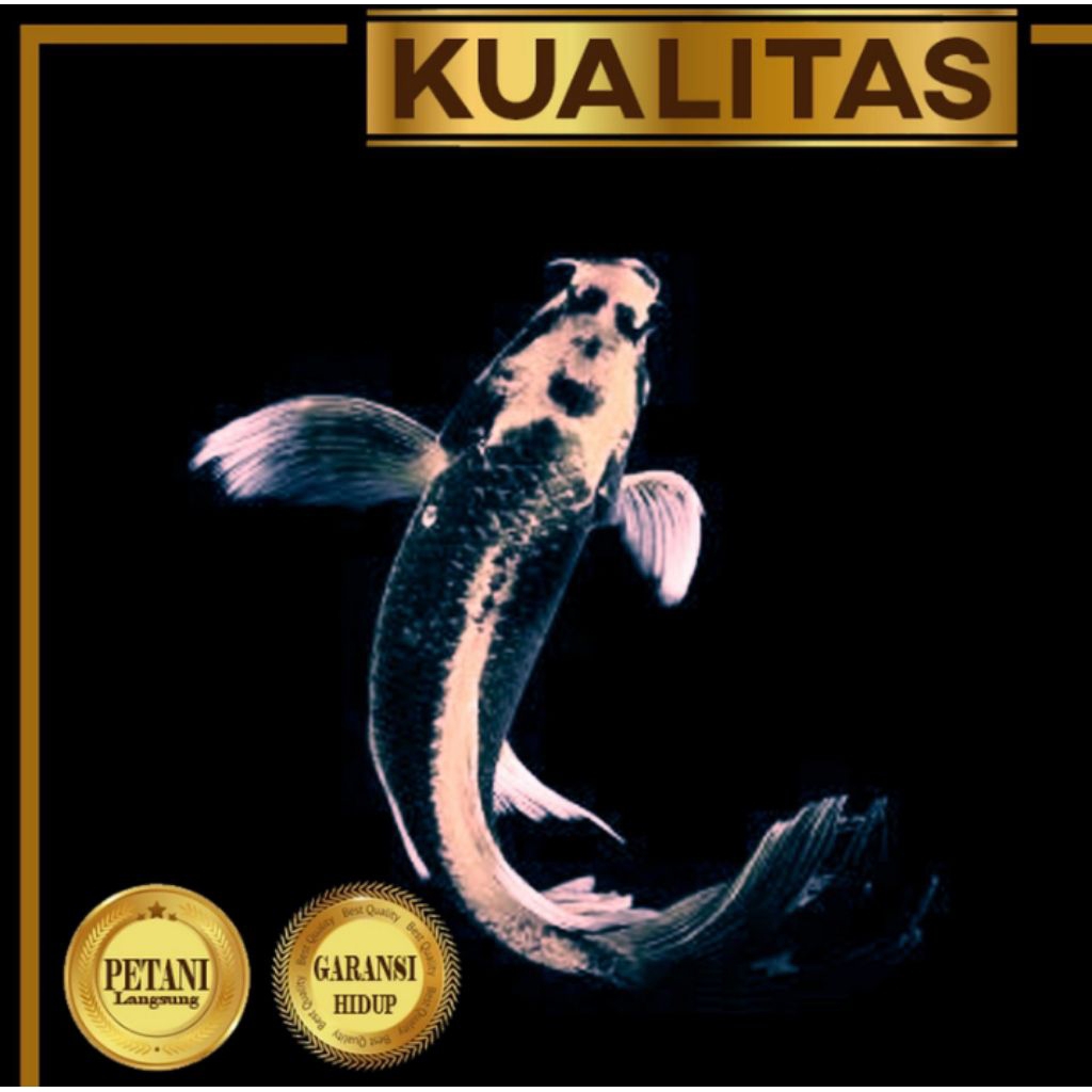 Baby Koi Kabuto Platinum Slayer Ikan Hias