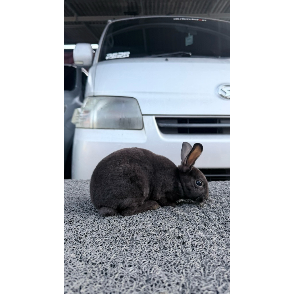 Kelinci REX Bulu KARPET