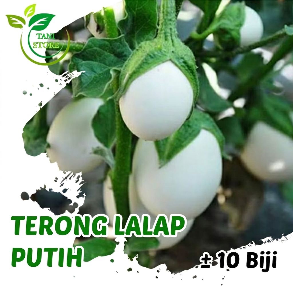 Benih Bibit Terong Putih lalap Unggul Repack ±10 Biji