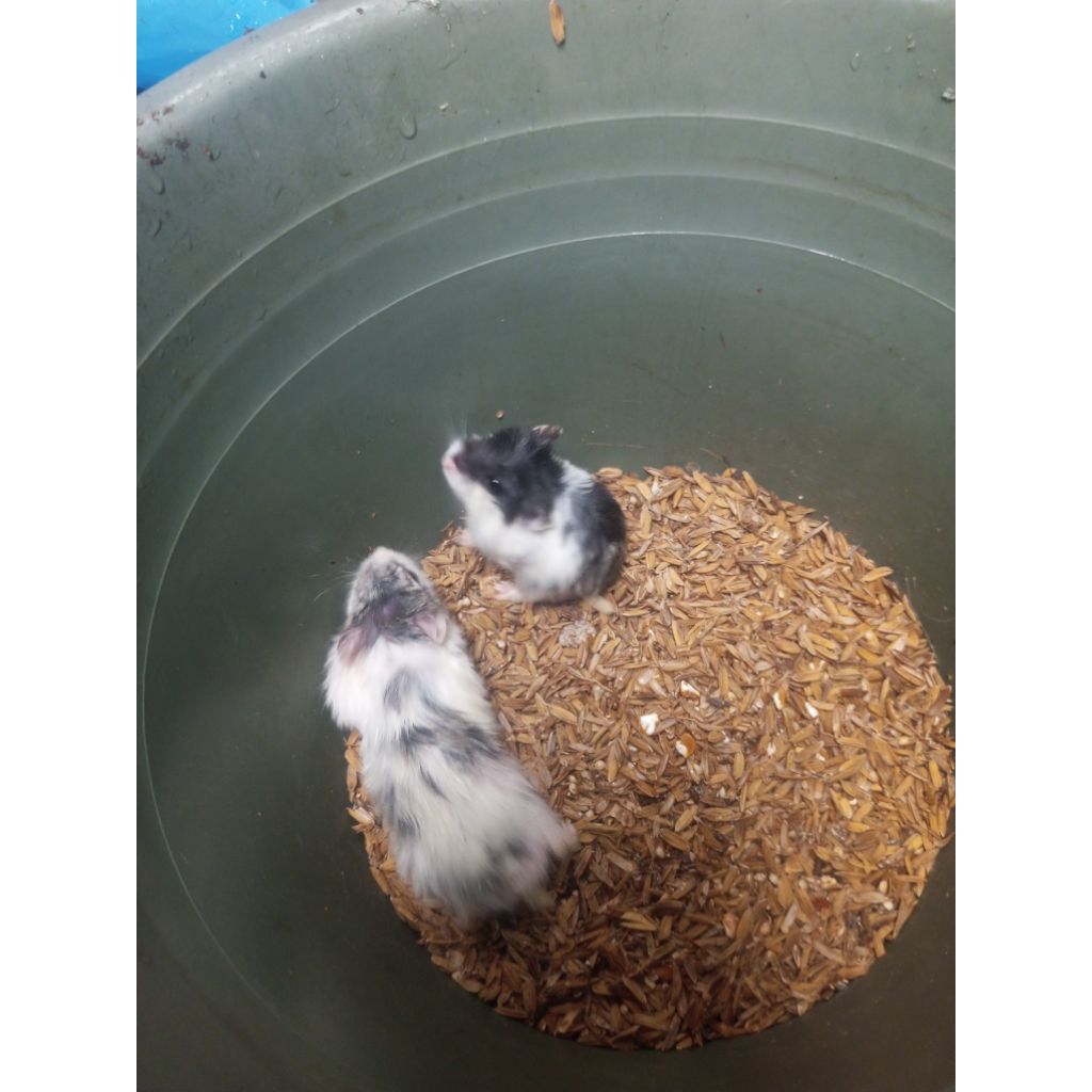 hamster campbell sepasang indukan