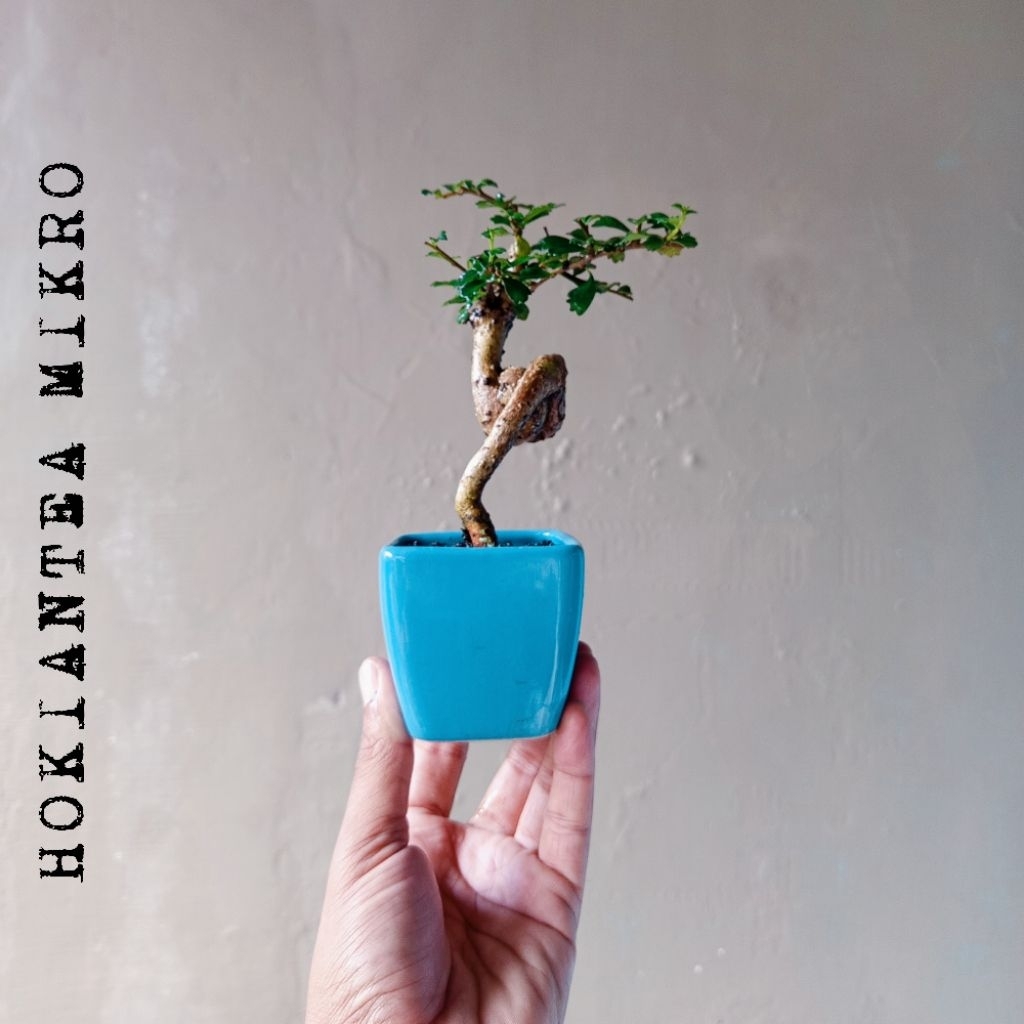 BONSAI HOKIANTEA MIKRO MINI DIKIRIM SESUAI FOTO