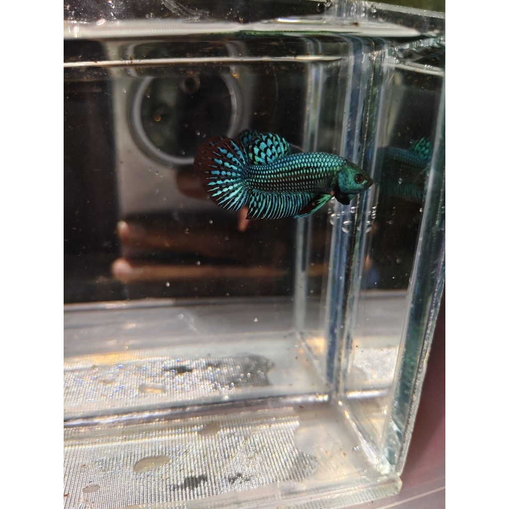 Wild Betta Alien