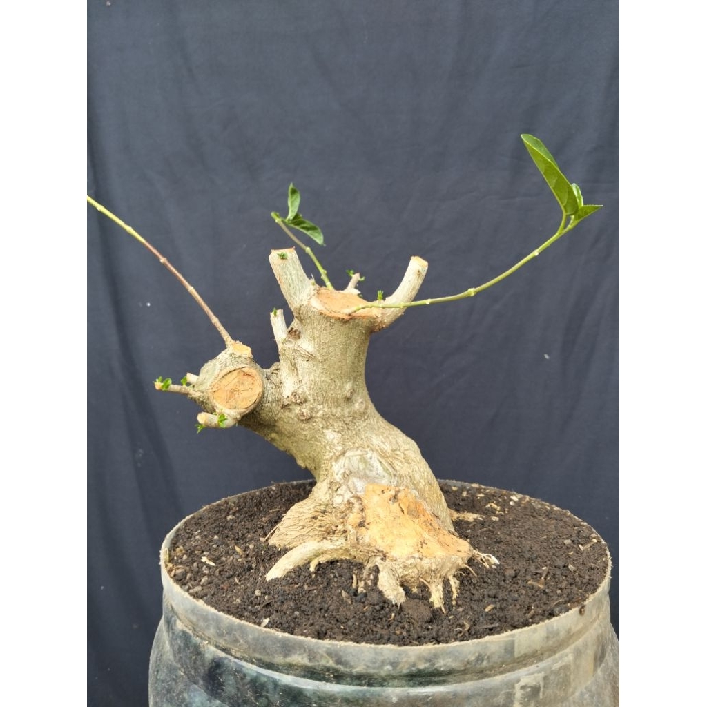 Bahan bonsai sancang prokar real pict