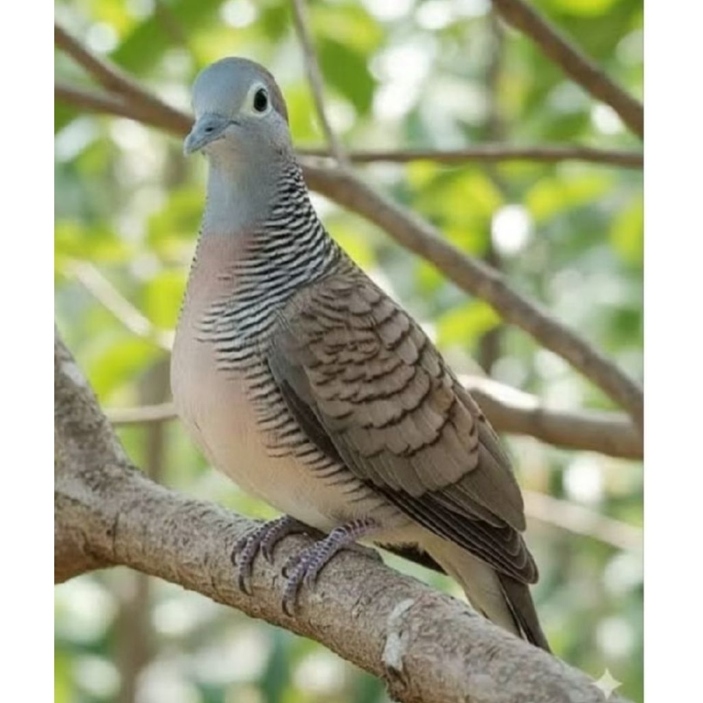 Perkutut Lokal Jantan Betina Rajin Bunyi Gacor