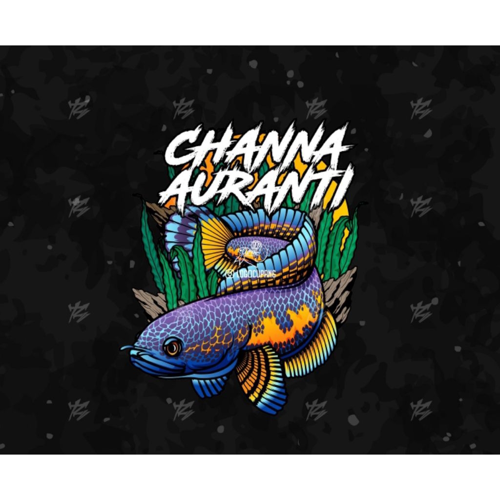 kardus packing channa auranti maculata 21cm