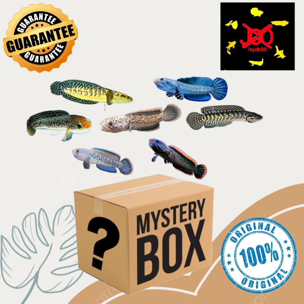 mystery dalam box anti zonk Channa untuk pemula