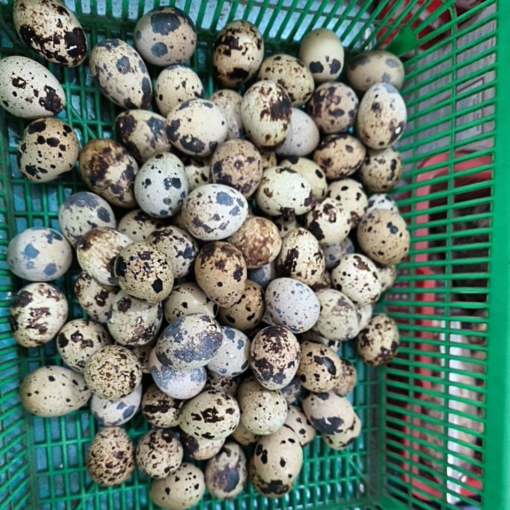 Telur Burung Puyuh / Telor Puyuh HS Jaya Per Dus / Box Isi 30 pcs