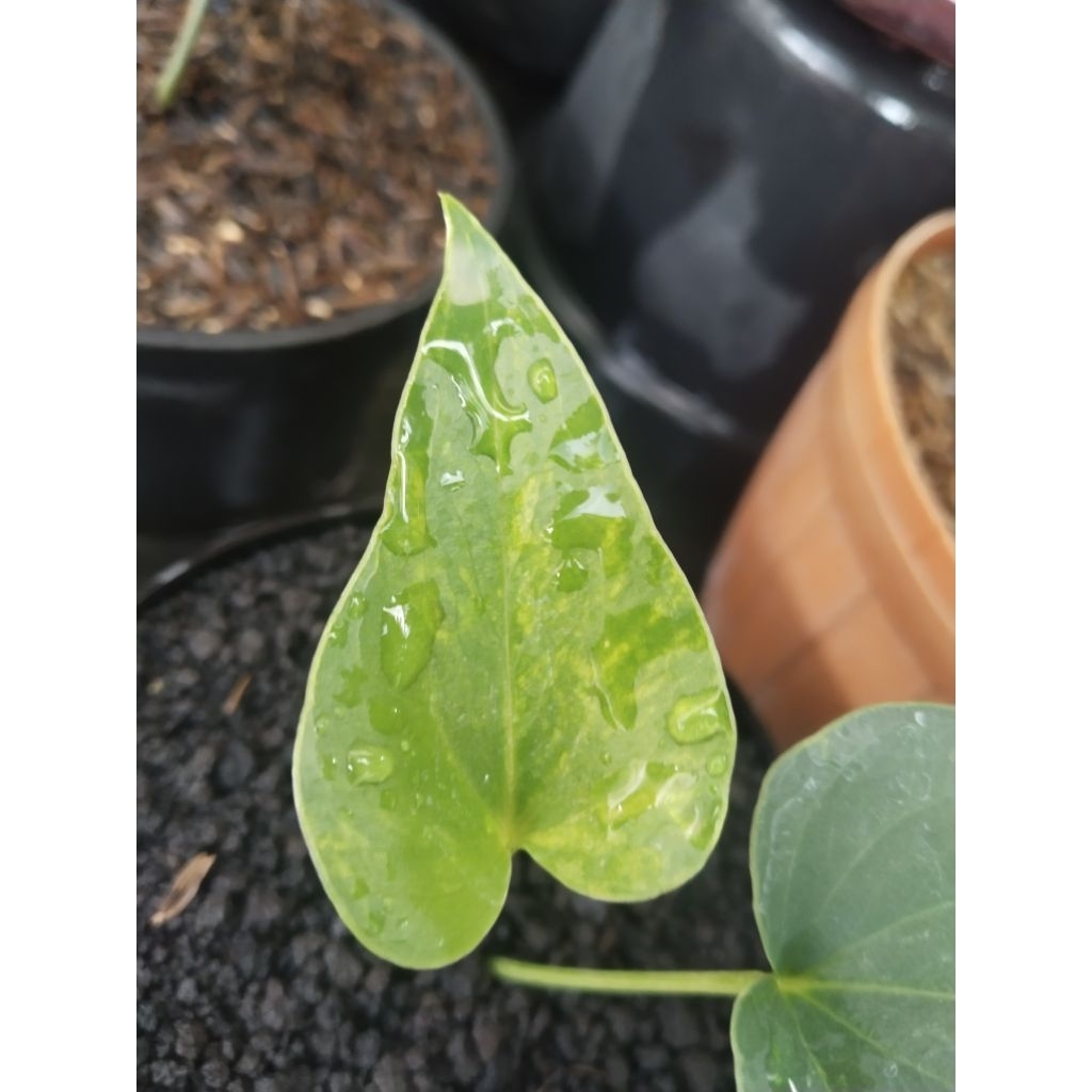 anthurium corong varigata / broonii trah mewah