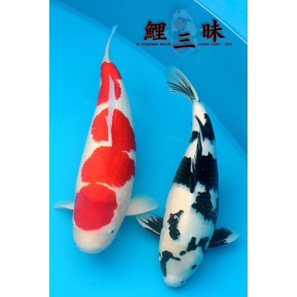 PROMO MURAH KOI KOHAKU & SHIRO SUPER CANTIK BERKUALITAS BLITAR GRADE A++