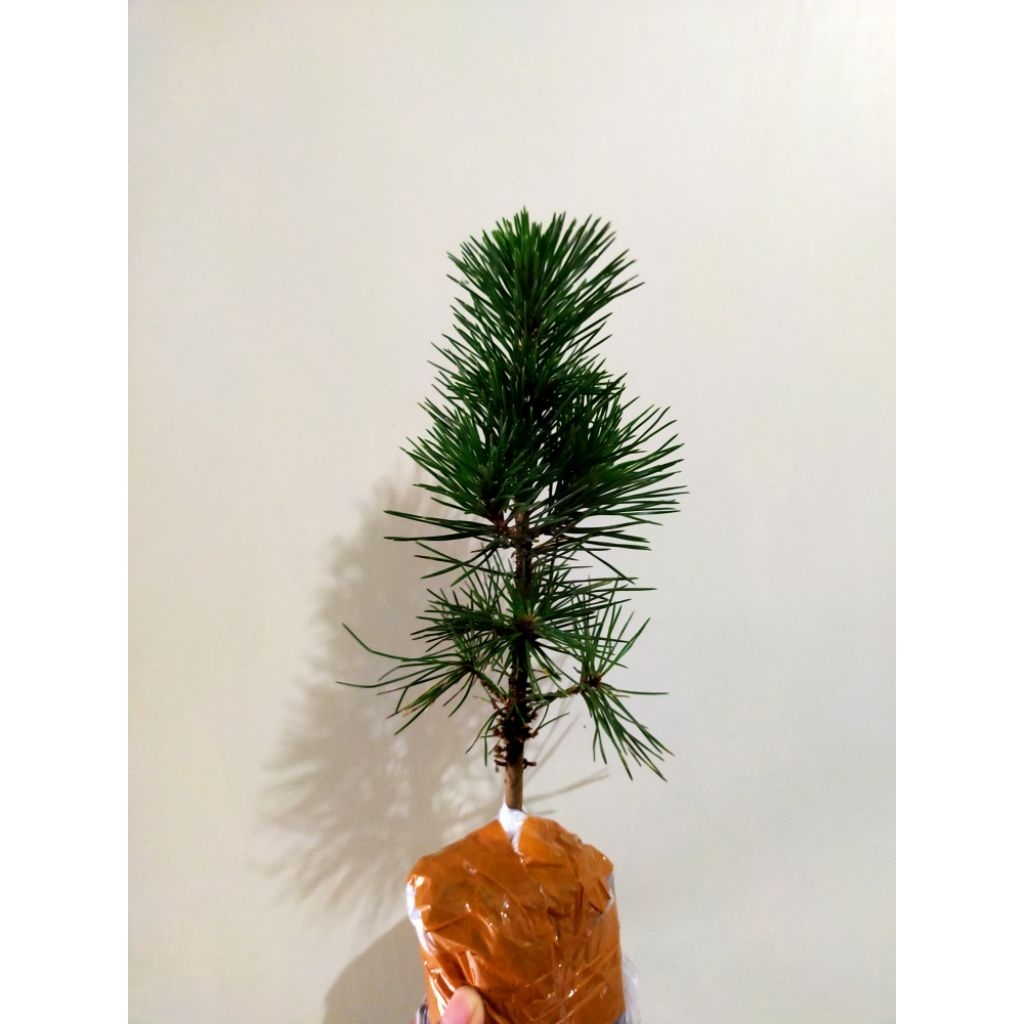 Bonsai Japanese Black Pine Pinus Jepang Pinus Hitam Jepang Semai Biji 20-25cm